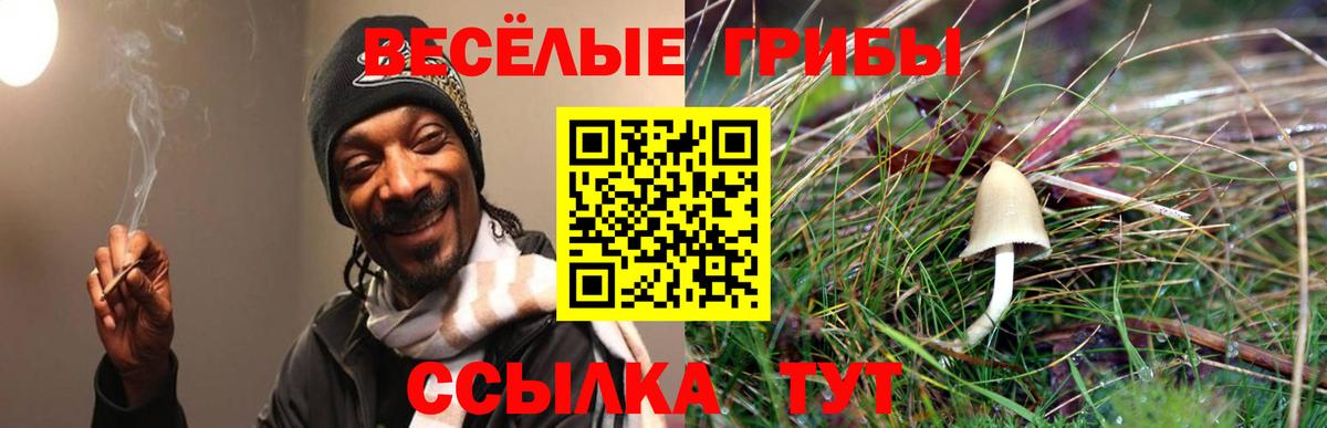 Псилоцибиновые грибы прущие грибы Вышний Волочёк